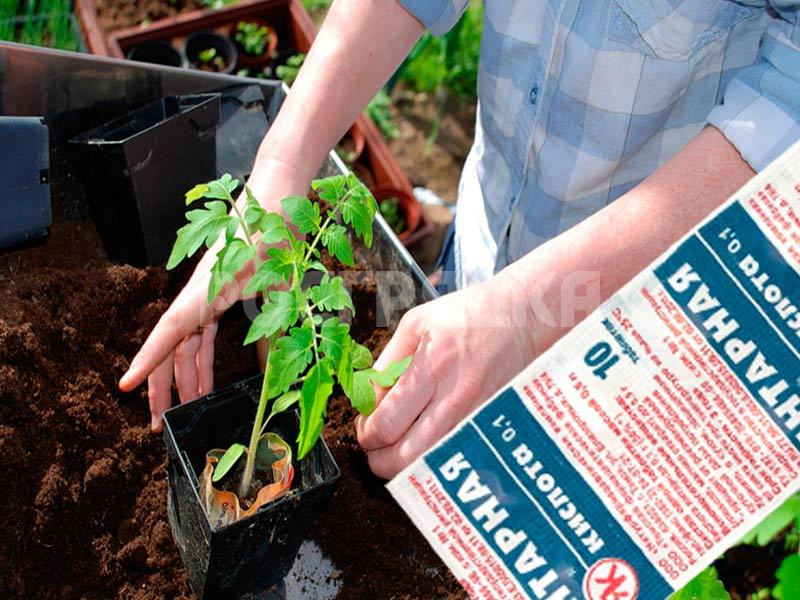 Подкормка помидор янтарной кислотой. Как развести янтарную кислоту для полива рассады. Рассады томатов. Удобрение "янтарная кислота" 4 гр. Перекормила рассаду янтарной кислотой.